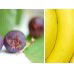 Beck Health  Nutrition - Melbourne School