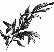 East Maddington Primary School - Melbourne School