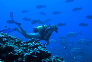 Aquatic Adventures Courses - Melbourne School 0