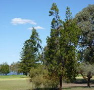 Lake Monger Primary School - Melbourne School