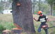 Steve Smith Chainsaw Training - thumb 0