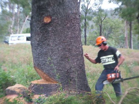Steve Smith Chainsaw Training - Melbourne School 0