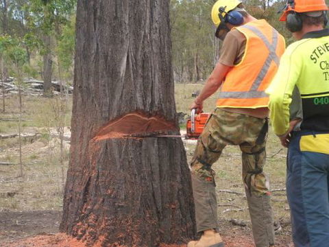 Steve Smith Chainsaw Training - Melbourne School 3