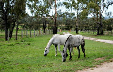 Alkoomi Outback Skills Farm - Melbourne School 1