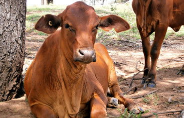 Alkoomi Outback Skills Farm - Melbourne School 5