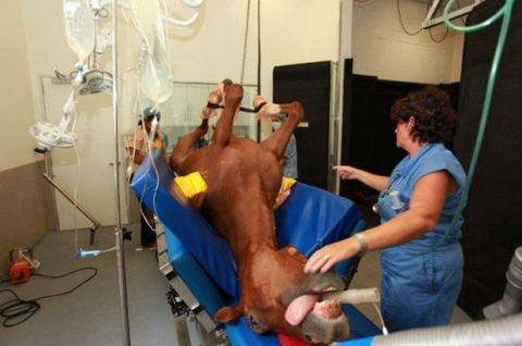 Pacific Vetcare - Melbourne School 6