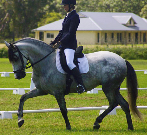 Encantador The Riding School - Melbourne School 1