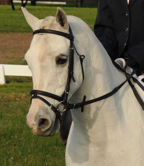 Encantador The Riding School - Melbourne School 2