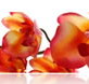 Sydney College of Skin Care - Melbourne School