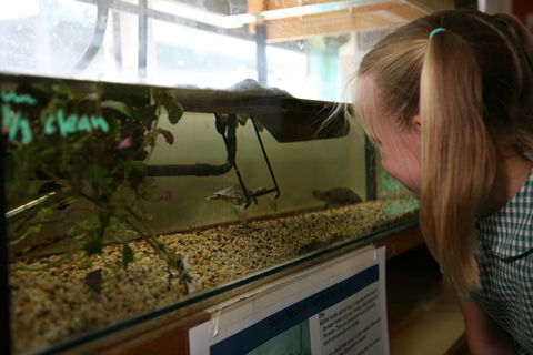 Christ The King Primary School Newcomb - Melbourne School 7